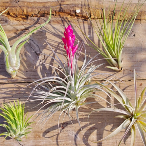 エアプランツbr/チランジアbr/希少種‼️br/ロゼオスカパカーリー