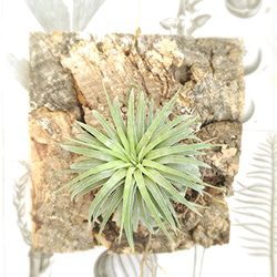 着生シリーズ イオナンタ×コルク その他インテリア雑貨 airplants