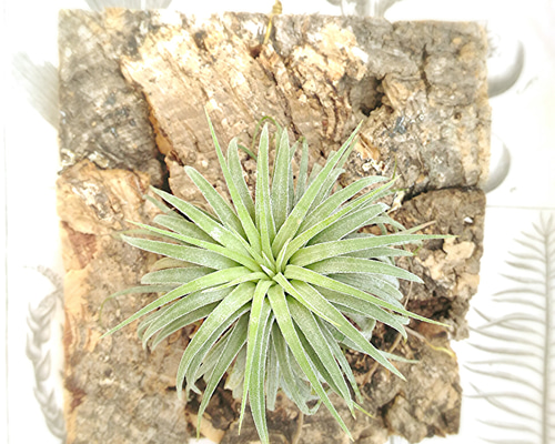 1_a995641fc4dcaed97099d1633796