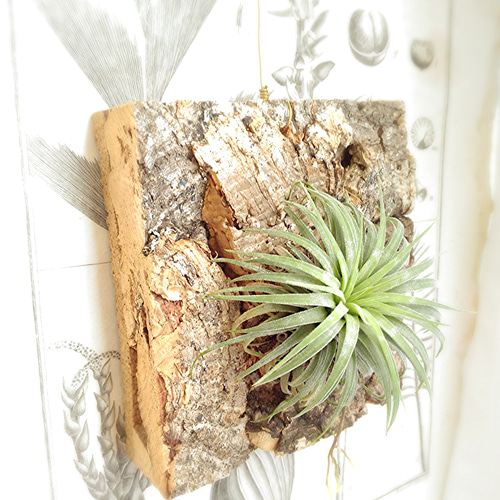 着生シリーズ イオナンタ×コルク その他インテリア雑貨 airplants