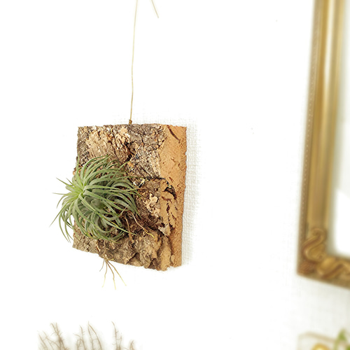着生シリーズ イオナンタ×コルク その他インテリア雑貨 airplants