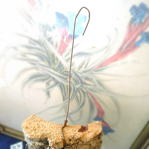 着生シリーズ イオナンタ×コルク その他インテリア雑貨 airplants