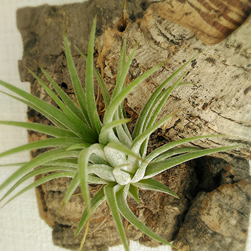 着生シリーズ イオナンタ×コルク A その他インテリア雑貨 airplants