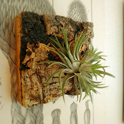 メルカリ便　イオナンタ　アルボマジナータ　クランプコルク着生 着生シリーズ イオナンタクランプ×コルク その他インテリア雑貨