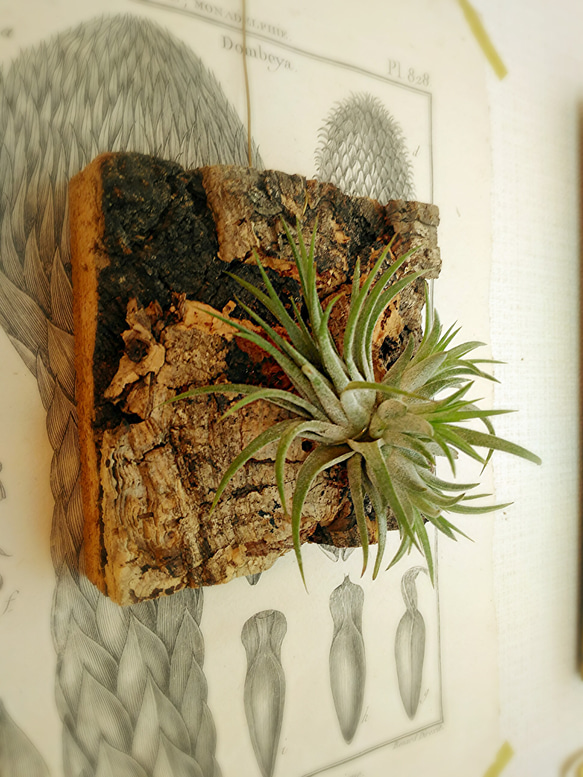 着生シリーズ イオナンタクランプ×コルク その他インテリア雑貨