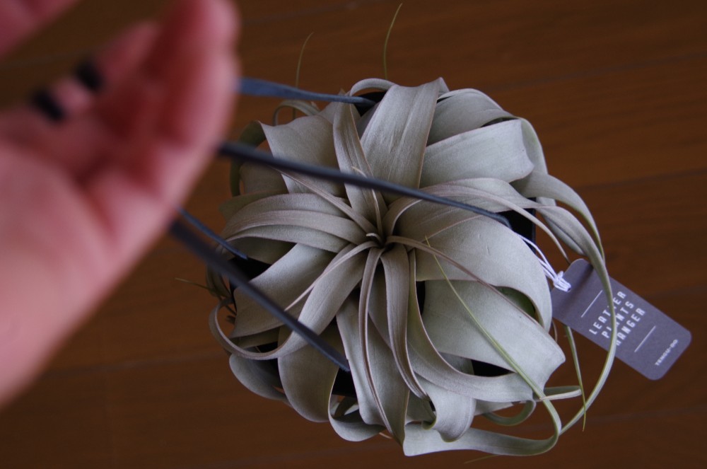 キセログラフィカＭ　×レザープランツハンガー L（ブラック）