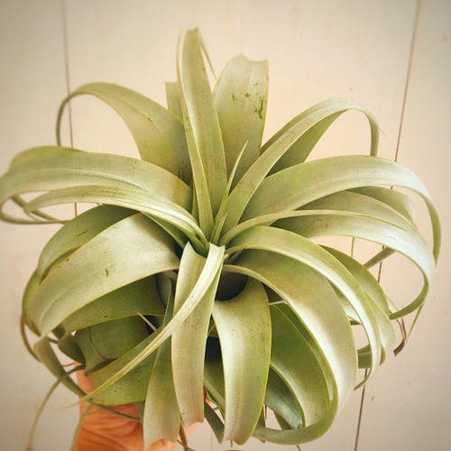 エアプランツの王様 キセログラフィカ Lサイズ 一輪挿し・花瓶