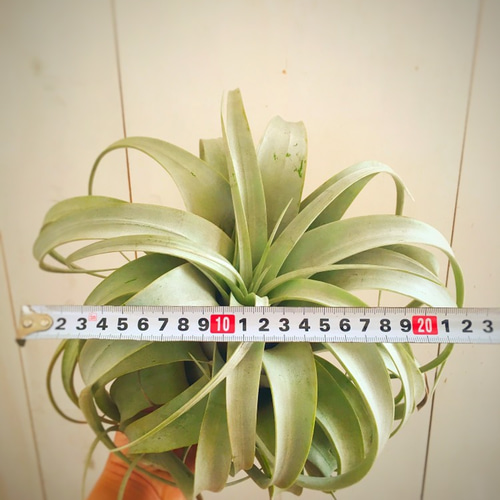 エアープランツキセログラフィカ3株123番 エアープランツキセログラフィカ3株123番