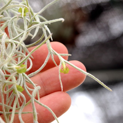 ウスネオイデス（スパニッシュモス） 太葉 その他素材 airplants