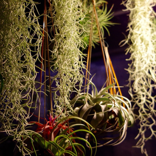 ウスネオイデス（スパニッシュモス） 太葉 その他素材 airplants TENGU