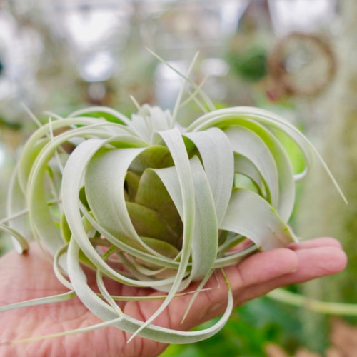 キセログラフィカ ミニサイズ 〜エアプランツの王様〜 一輪挿し・花瓶