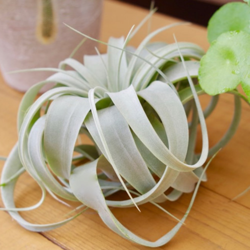 キセログラフィカ ミニサイズ 〜エアプランツの王様〜 一輪挿し・花瓶