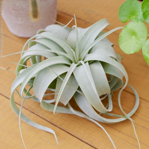 キセログラフィカ ミニサイズ 〜エアプランツの王様〜 一輪挿し