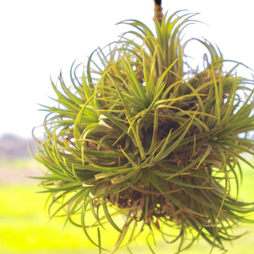イオナンタ ドゥルイド クランプボール 一輪挿し・花瓶・花器