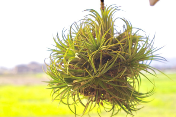 イオナンタ ドゥルイド クランプボール 一輪挿し・花瓶・花器