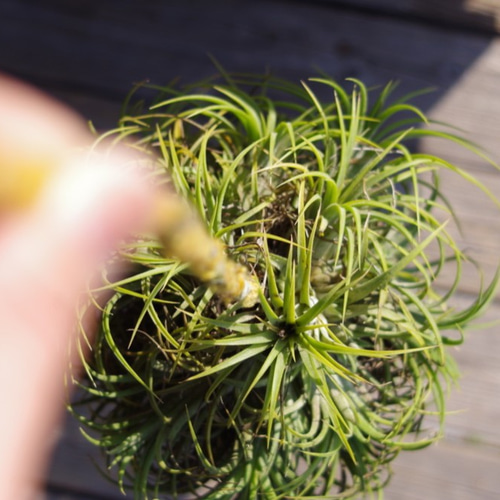 イオナンタ ドゥルイド クランプボール 一輪挿し・花瓶・花器