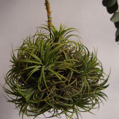 イオナンタ ドゥルイド クランプボール 一輪挿し・花瓶・花器