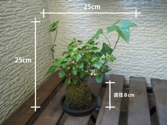 1点限り【苔玉】×【アイビー】25cm置型 インテリア観葉植物 1枚目の画像