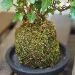 1点限り【苔玉】×【アイビー】25cm置型 インテリア観葉植物 3枚目の画像