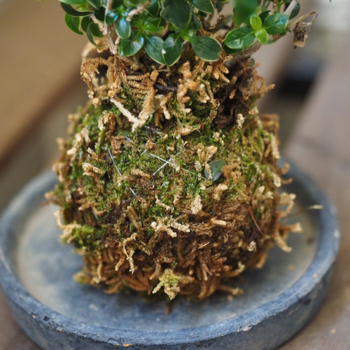 1点限り【苔玉】×【ハクチョウゲピンクスノー】10cm置型 インテリア