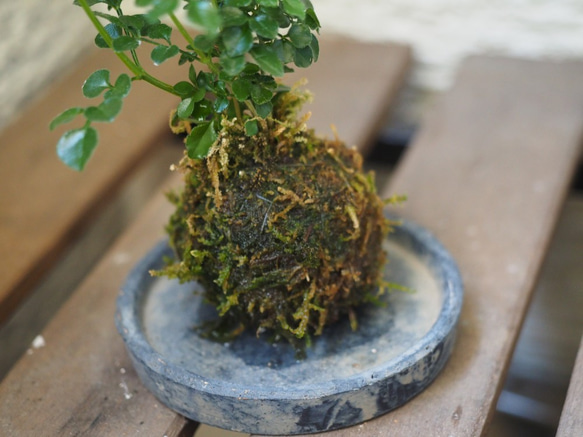 1点限り【苔玉】×【シネマトリコ】18cm置型 インテリア観葉植物 3枚目の画像
