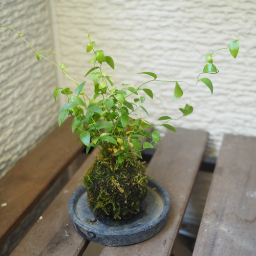 1点限り【苔玉】×【アスパラガススライマックス】17cm置型 観葉植物