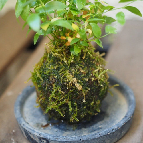 1点限り【苔玉】×【アスパラガススライマックス】17cm置型 観葉植物