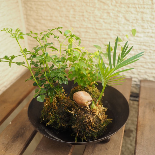1点限り【苔玉】×【アスパラガススライマックス】17cm置型 観葉植物