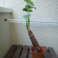 1点モノ【クワズイモ】48cm 中型 観葉植物 2枚目の画像