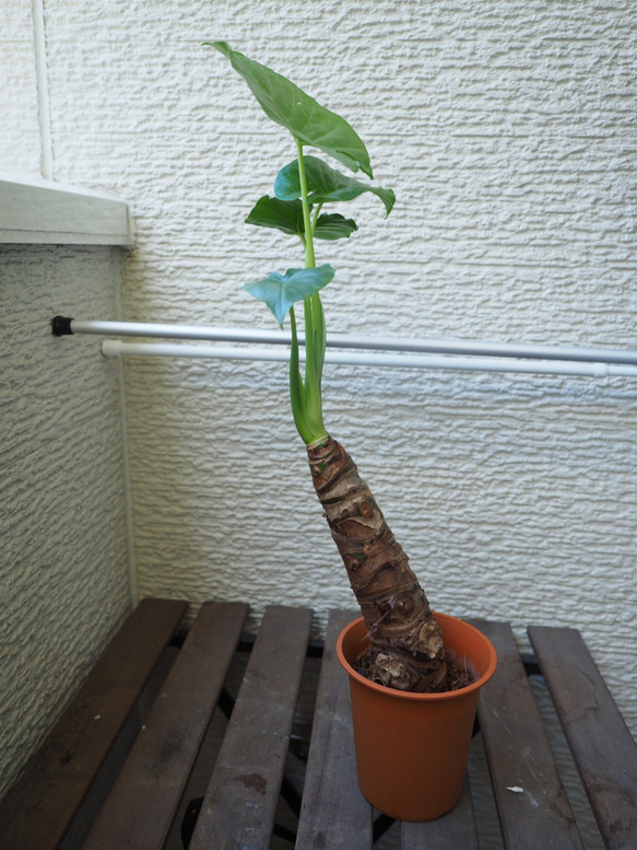 1点モノ【クワズイモ】48cm 中型 観葉植物 2枚目の画像