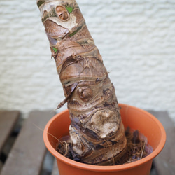 1点モノ【クワズイモ】48cm 中型 観葉植物 3枚目の画像