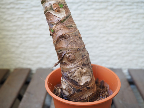 1点モノ【クワズイモ】48cm 中型 観葉植物 3枚目の画像