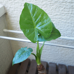 1点モノ【クワズイモ】48cm 中型 観葉植物 4枚目の画像