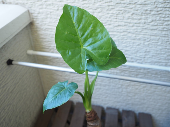1点モノ【クワズイモ】48cm 中型 観葉植物 4枚目の画像
