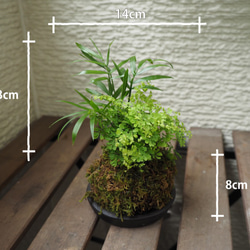 1点限り【苔玉】×【アジアンタムミクロフィラ】×【ヤシ】14cm置型 観葉植物 1枚目の画像