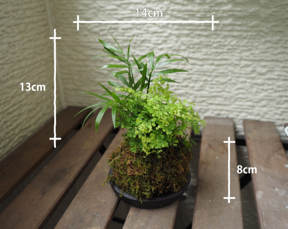 1点限り【苔玉】×【アジアンタムミクロフィラ】×【ヤシ】14cm置型 観葉植物 1枚目の画像