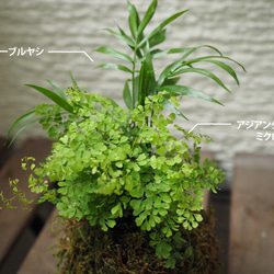 1点限り【苔玉】×【アジアンタムミクロフィラ】×【ヤシ】14cm置型 観葉植物 2枚目の画像