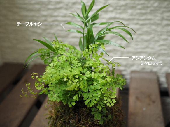 1点限り【苔玉】×【アジアンタムミクロフィラ】×【ヤシ】14cm置型 観葉植物 2枚目の画像