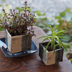 ミニ植木鉢Ｍ(大きいサイズのミニ植木鉢) 7枚目の画像