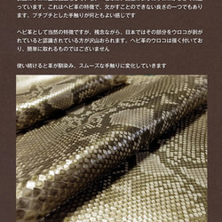 クローナ カードケース ダイヤモンドパイソン KRONA-FB901-PYFC-PGD パールゴールド ヘビ革 5枚目の画像