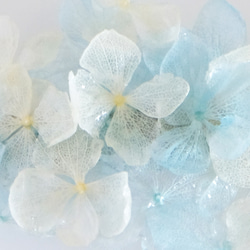 雨和瓦萊塔的繡球花（淡藍色）M＃64 第4張的照片