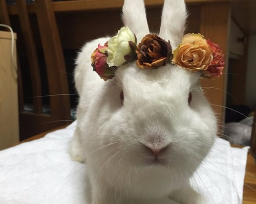 バラうさぎ カラフルパズル うさぎ ジョージラック/George Luck Puzzle - 木