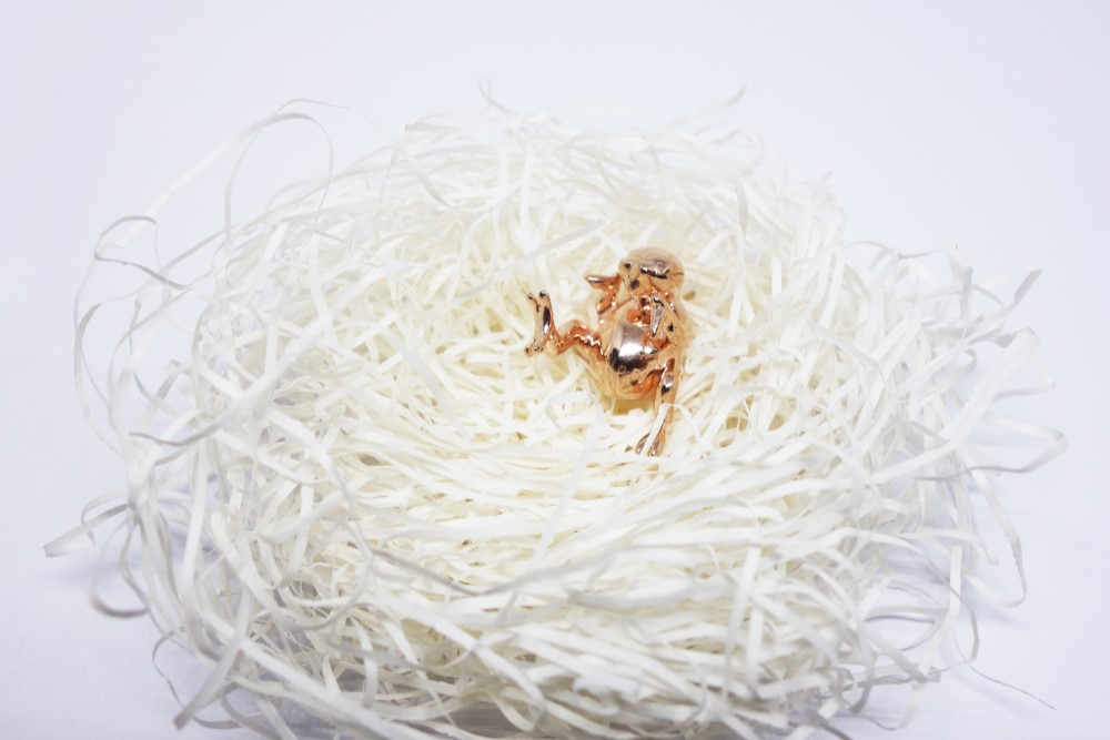 鳥ひなSV925ピンクゴールド【Pio by Parakee】chick of budgie (budgerigar)