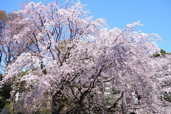 しだれ桜のリング・ローズクォーツSV925【Pio by Parakee】cherry blossom 6枚目の画像