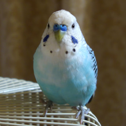 セキセイインコくちばしリングSV925【Pio by Parakee】Budgie's beak 4枚目の画像