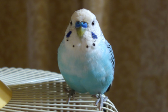 セキセイインコくちばしリングSV925【Pio by Parakee】Budgie's beak 4枚目の画像