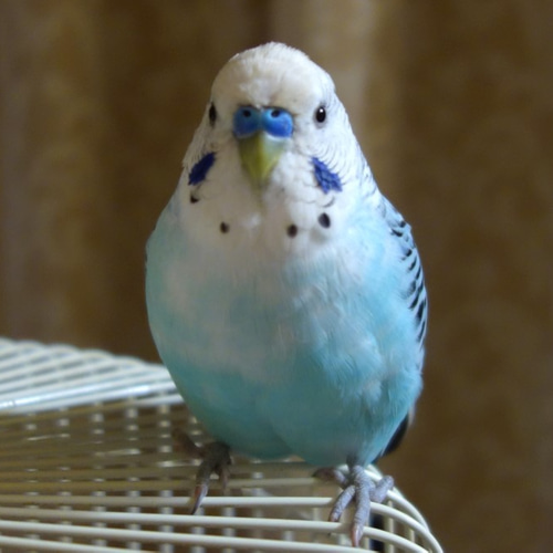 セキセイインコの鼻ネックレス♂：SV925・ブルートパーズ