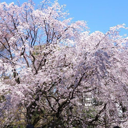 しだれ桜のリング・ローズクォーツK18ピンクゴールド【Pio by Parakee】cherry blossom 3枚目の画像