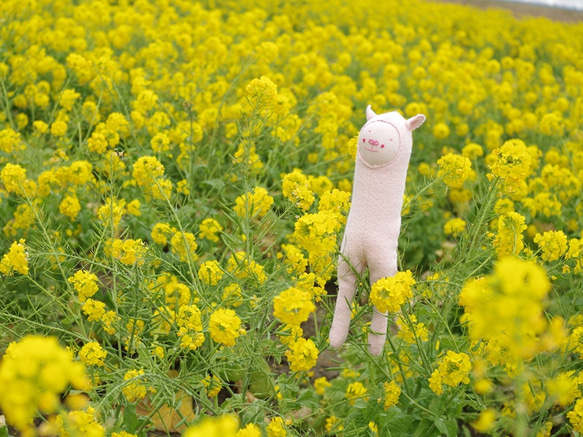 ルルさんのこぶた 5枚目の画像