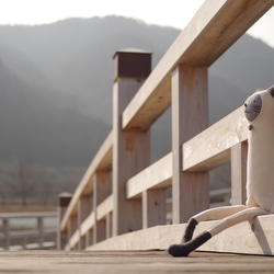 ルルさんのしゃむねこ 5枚目の画像